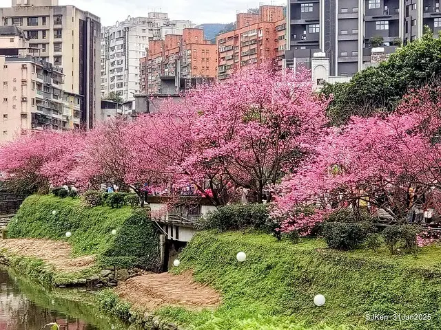 2025雙北平地賞櫻第四拍( --- 汐止文化櫻花季康誥溪櫻花大道(Cherry Blossoms at the creekside of Kangau creek), Hsingi district, Hsinpei city, SJKen, Jan 31, 2025.