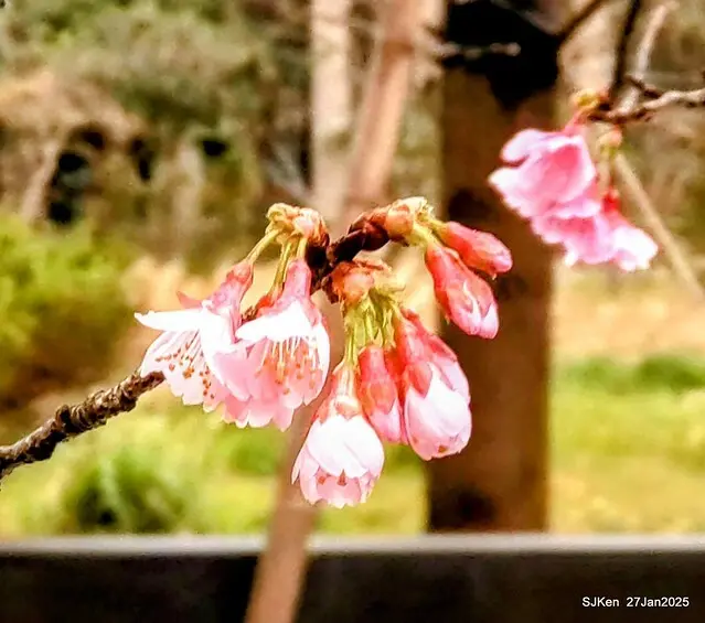 中國銀行台北分行左側櫻花林(Cherry Blossom at Taipei bank branck, China Bank, Taipei, Taiwan, SJKen , Jan 27, 2025