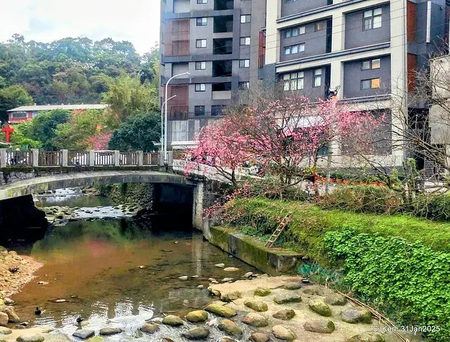 2025雙北平地賞櫻第四拍( --- 汐止文化櫻花季康誥溪櫻花大道(Cherry Blossoms at the creekside of Kangau creek), Hsingi district, Hsinpei city, SJKen, Jan 31, 2025.
