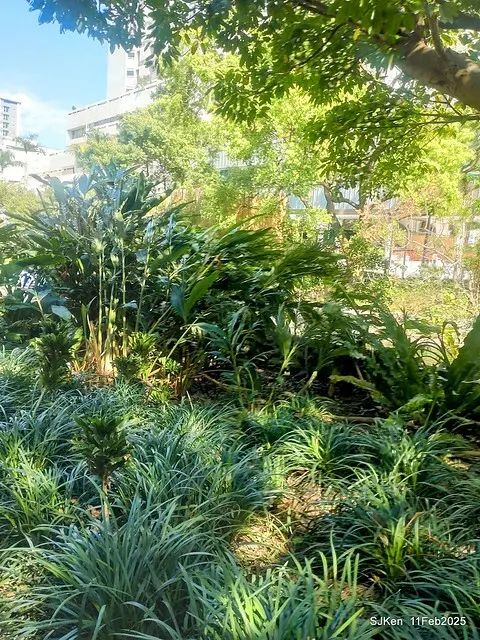 台北榮總忘憂湖水鳥與游魚(Waterbirds and fish at the lake of Taipei Veterans General Hospital)，Taipie, Taiwan, SJKen, Feb 11, 2025.