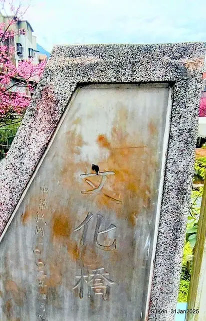 2025雙北平地賞櫻第四拍( --- 汐止文化櫻花季康誥溪櫻花大道(Cherry Blossoms at the creekside of Kangau creek), Hsingi district, Hsinpei city, SJKen, Jan 31, 2025.