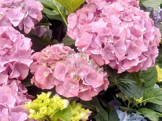 2025台北大安森林公園繡球花展(Hydrangeas exhibition at Da-An forest park), Taipei,  Taiwan, SJKen, Feb 20, 2025.