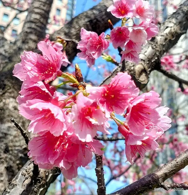 (2025 雙北平地賞櫻系列第六拍)「台北市政府北大門旁賞櫻」(Cherry Blossoms at north door of Taipei City Hall , Feb 15, 2025.