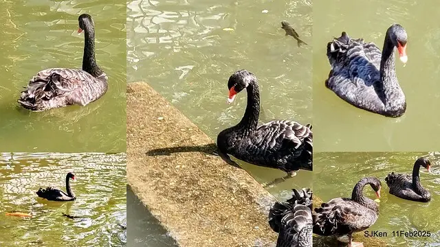 台北榮總忘憂湖水鳥與游魚(Waterbirds and fish at the lake of Taipei Veterans General Hospital)，Taipie, Taiwan, SJKen, Feb 11, 2025.