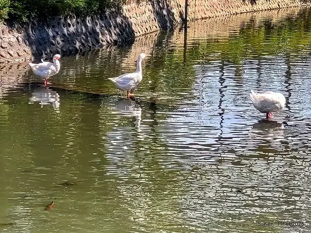 台北榮總忘憂湖水鳥與游魚(Waterbirds and fish at the lake of Taipei Veterans General Hospital)，Taipie, Taiwan, SJKen, Feb 11, 2025.