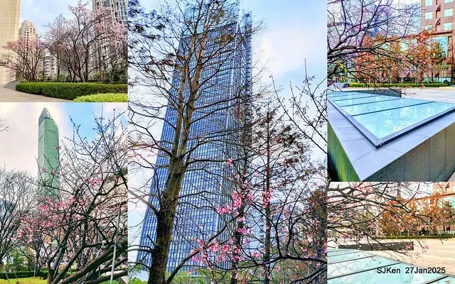 中國銀行台北分行左側櫻花林(Cherry Blossom at Taipei bank branck, China Bank, Taipei, Taiwan, SJKen , Jan 27, 2025