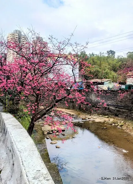 2025雙北平地賞櫻第四拍( --- 汐止文化櫻花季康誥溪櫻花大道(Cherry Blossoms at the creekside of Kangau creek), Hsingi district, Hsinpei city, SJKen, Jan 31, 2025.