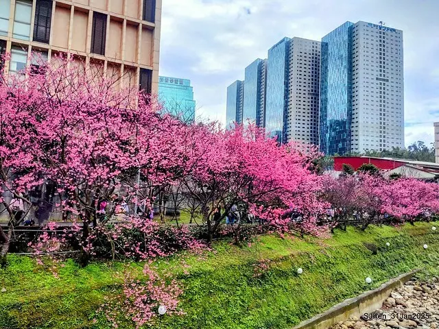 2025雙北平地賞櫻第四拍( --- 汐止文化櫻花季康誥溪櫻花大道(Cherry Blossoms at the creekside of Kangau creek), Hsingi district, Hsinpei city, SJKen, Jan 31, 2025.