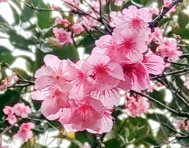 2025雙北平地賞櫻第四拍( --- 汐止文化櫻花季康誥溪櫻花大道(Cherry Blossoms at the creekside of Kangau creek), Hsingi district, Hsinpei city, SJKen, Jan 31, 2025.
