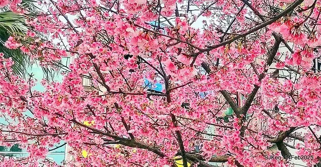 2025 雙北平地賞櫻系列第五拍 --- 北醫附設醫院櫻花(Cherryblossoms at Taipei Medical University Hospital), Taipei, Taiwan, SJKen, Feb 14, 2024.