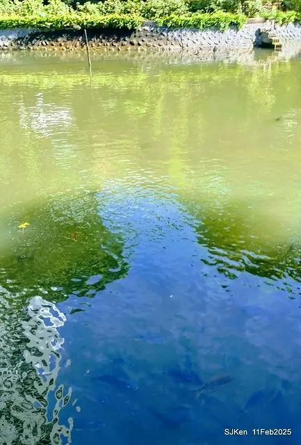 台北榮總忘憂湖水鳥與游魚(Waterbirds and fish at the lake of Taipei Veterans General Hospital)，Taipie, Taiwan, SJKen, Feb 11, 2025.