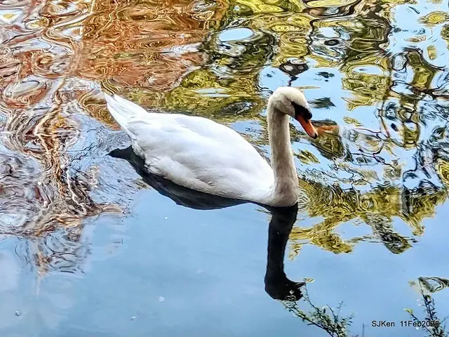 台北榮總忘憂湖水鳥與游魚(Waterbirds and fish at the lake of Taipei Veterans General Hospital)，Taipie, Taiwan, SJKen, Feb 11, 2025.