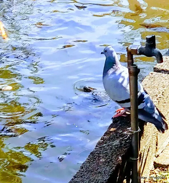 台北榮總忘憂湖水鳥與游魚(Waterbirds and fish at the lake of Taipei Veterans General Hospital)，Taipie, Taiwan, SJKen, Feb 11, 2025.