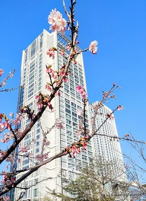 (2025 雙北平地賞櫻系列第六拍)「台北市政府北大門旁賞櫻」(Cherry Blossoms at north door of Taipei City Hall , Feb 15, 2025.