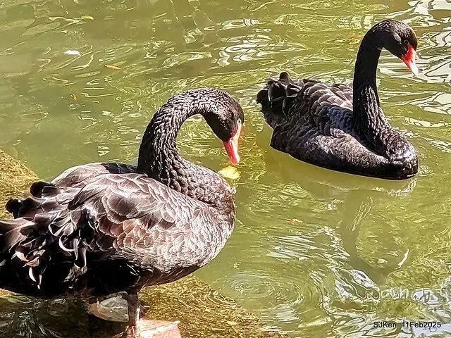 台北榮總忘憂湖水鳥與游魚(Waterbirds and fish at the lake of Taipei Veterans General Hospital)，Taipie, Taiwan, SJKen, Feb 11, 2025.