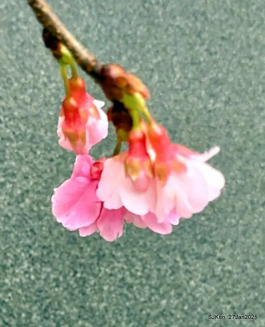 中國銀行台北分行左側櫻花林(Cherry Blossom at Taipei bank branck, China Bank, Taipei, Taiwan, SJKen , Jan 27, 2025