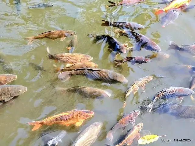 台北榮總忘憂湖水鳥與游魚(Waterbirds and fish at the lake of Taipei Veterans General Hospital)，Taipie, Taiwan, SJKen, Feb 11, 2025.
