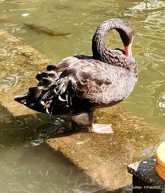 台北榮總忘憂湖水鳥與游魚(Waterbirds and fish at the lake of Taipei Veterans General Hospital)，Taipie, Taiwan, SJKen, Feb 11, 2025.