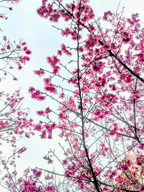 2025雙北平地賞櫻第四拍( --- 汐止文化櫻花季康誥溪櫻花大道(Cherry Blossoms at the creekside of Kangau creek), Hsingi district, Hsinpei city, SJKen, Jan 31, 2025.