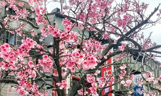 2025 雙北平地賞櫻系列第五拍 --- 北醫附設醫院櫻花(Cherryblossoms at Taipei Medical University Hospital), Taipei, Taiwan, SJKen, Feb 14, 2024.