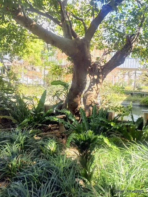 台北榮總忘憂湖水鳥與游魚(Waterbirds and fish at the lake of Taipei Veterans General Hospital)，Taipie, Taiwan, SJKen, Feb 11, 2025.