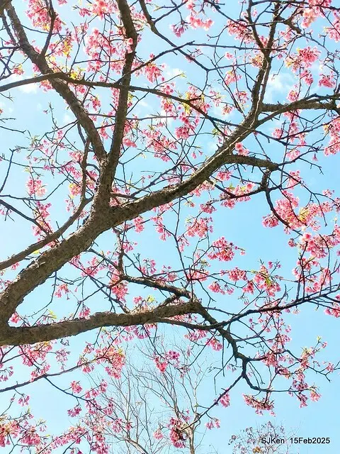 (2025 雙北平地賞櫻系列第六拍)「台北市政府北大門旁賞櫻」(Cherry Blossoms at north door of Taipei City Hall , Feb 15, 2025.