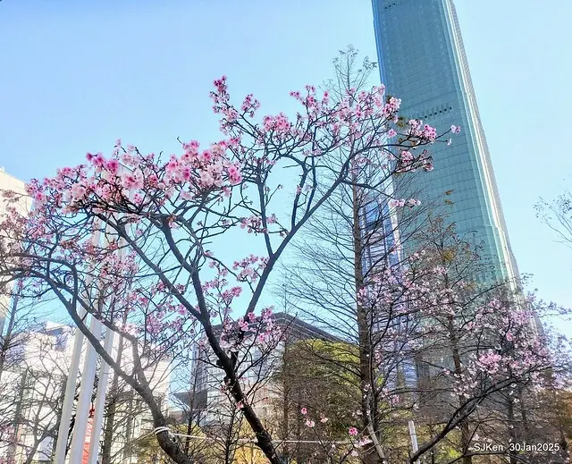 「華新麗華花旗銀行大樓」周邊櫻花林 (Cherry blossoms around the Walsin Xinyi Building), Taipei, Taiwan, SJKen , Jan 30, 2025