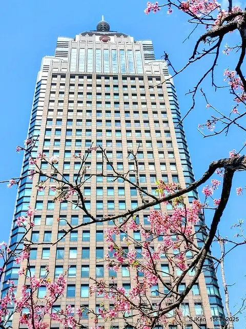 (2025 雙北平地賞櫻系列第六拍)「台北市政府北大門旁賞櫻」(Cherry Blossoms at north door of Taipei City Hall , Feb 15, 2025.