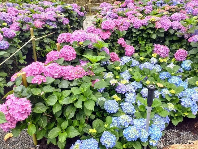2025台北大安森林公園繡球花展(Hydrangeas exhibition at Da-An forest park), Taipei,  Taiwan, SJKen, Feb 20, 2025.