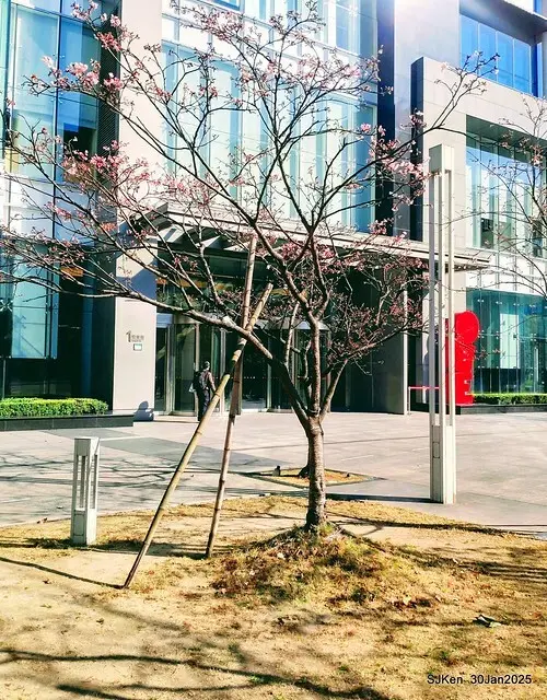 「華新麗華花旗銀行大樓」周邊櫻花林 (Cherry blossoms around the Walsin Xinyi Building), Taipei, Taiwan, SJKen , Jan 30, 2025