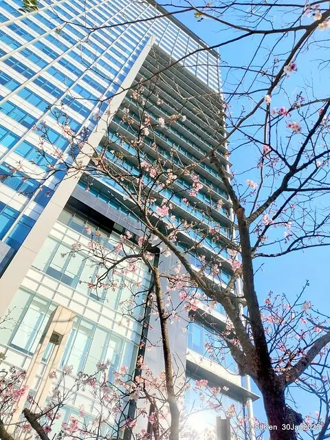 「華新麗華花旗銀行大樓」周邊櫻花林 (Cherry blossoms around the Walsin Xinyi Building), Taipei, Taiwan, SJKen , Jan 30, 2025