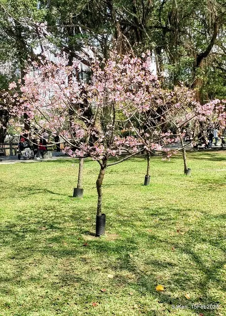2025 雙北平地賞櫻系列第七拍---國父紀念館八重櫻與山櫻花(Prunus campanulata Maxim and Taiwan Cherry at Dr. Sun Yat-Sen Memorial Hall，by SJKen,  Feb  15, 2025)