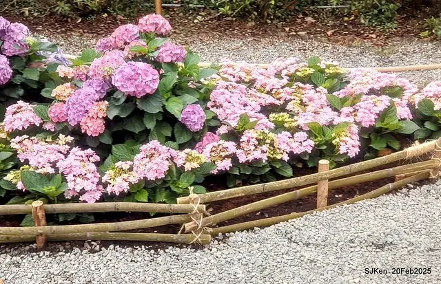 2025台北大安森林公園繡球花展(Hydrangeas exhibition at Da-An forest park), Taipei,  Taiwan, SJKen, Feb 20, 2025.