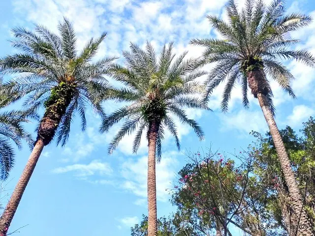 2025 雙北平地賞櫻系列第七拍---國父紀念館八重櫻與山櫻花(Prunus campanulata Maxim and Taiwan Cherry at Dr. Sun Yat-Sen Memorial Hall，by SJKen,  Feb  15, 2025)