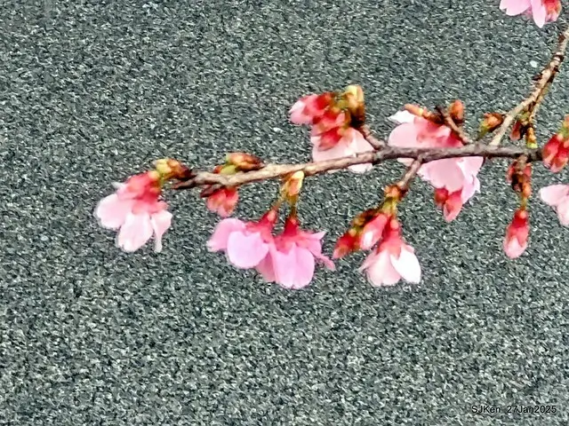 中國銀行台北分行左側櫻花林(Cherry Blossom at Taipei bank branck, China Bank, Taipei, Taiwan, SJKen , Jan 27, 2025