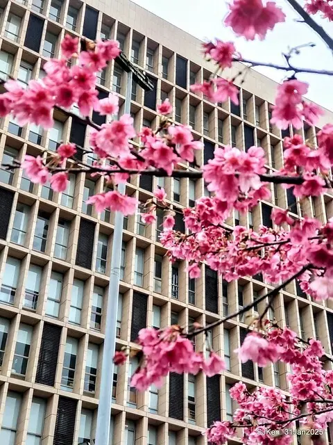 2025雙北平地賞櫻第四拍( --- 汐止文化櫻花季康誥溪櫻花大道(Cherry Blossoms at the creekside of Kangau creek), Hsingi district, Hsinpei city, SJKen, Jan 31, 2025.