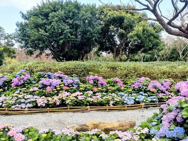 2025台北大安森林公園繡球花展(Hydrangeas exhibition at Da-An forest park), Taipei,  Taiwan, SJKen, Feb 20, 2025.