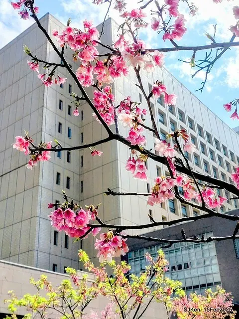 (2025 雙北平地賞櫻系列第六拍)「台北市政府北大門旁賞櫻」(Cherry Blossoms at north door of Taipei City Hall , Feb 15, 2025.