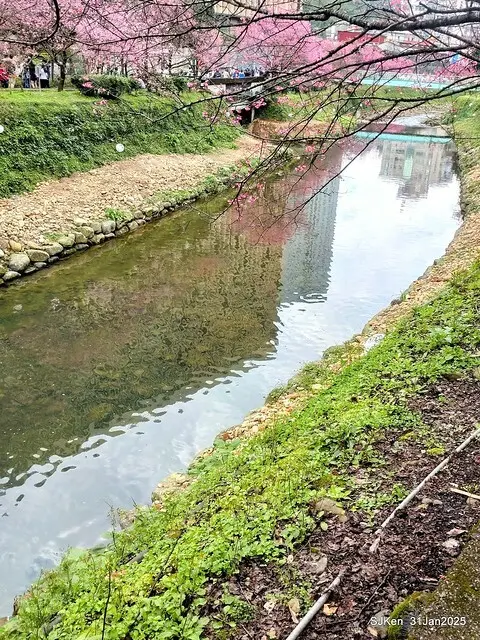 2025雙北平地賞櫻第四拍( --- 汐止文化櫻花季康誥溪櫻花大道(Cherry Blossoms at the creekside of Kangau creek), Hsingi district, Hsinpei city, SJKen, Jan 31, 2025.