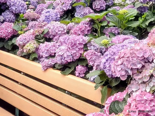 2025台北大安森林公園繡球花展(Hydrangeas exhibition at Da-An forest park), Taipei,  Taiwan, SJKen, Feb 20, 2025.