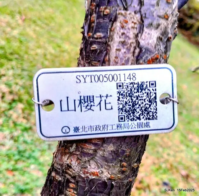 (2025 雙北平地賞櫻系列第六拍)「台北市政府北大門旁賞櫻」(Cherry Blossoms at north door of Taipei City Hall , Feb 15, 2025.