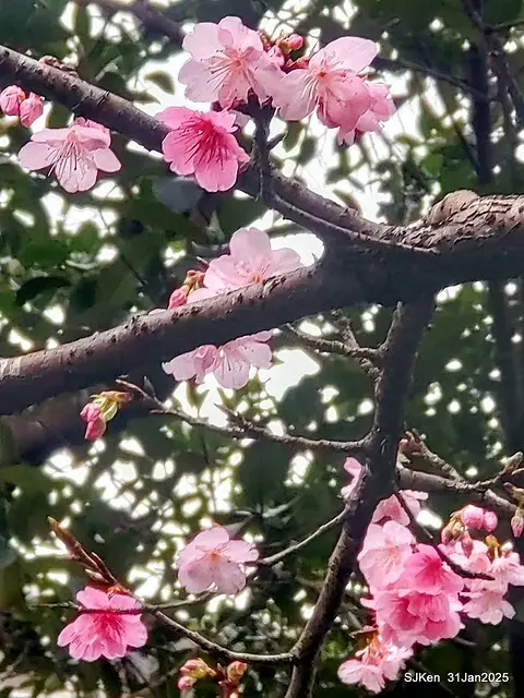 2025雙北平地賞櫻第四拍( --- 汐止文化櫻花季康誥溪櫻花大道(Cherry Blossoms at the creekside of Kangau creek), Hsingi district, Hsinpei city, SJKen, Jan 31, 2025.
