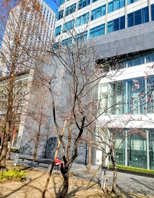 「華新麗華花旗銀行大樓」周邊櫻花林 (Cherry blossoms around the Walsin Xinyi Building), Taipei, Taiwan, SJKen , Jan 30, 2025