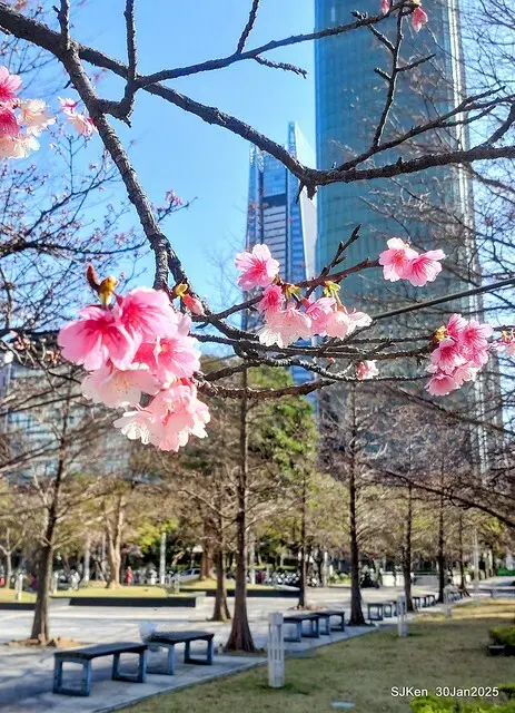 「華新麗華花旗銀行大樓」周邊櫻花林 (Cherry blossoms around the Walsin Xinyi Building), Taipei, Taiwan, SJKen , Jan 30, 2025