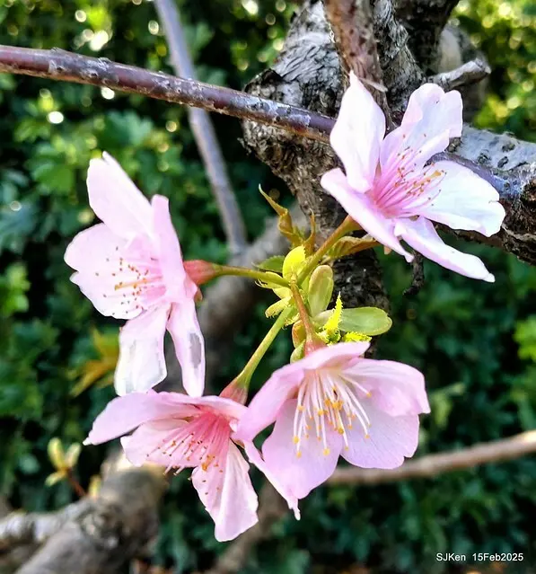 2025 雙北平地賞櫻系列第七拍---國父紀念館八重櫻與山櫻花(Prunus campanulata Maxim and Taiwan Cherry at Dr. Sun Yat-Sen Memorial Hall，by SJKen,  Feb  15, 2025)
