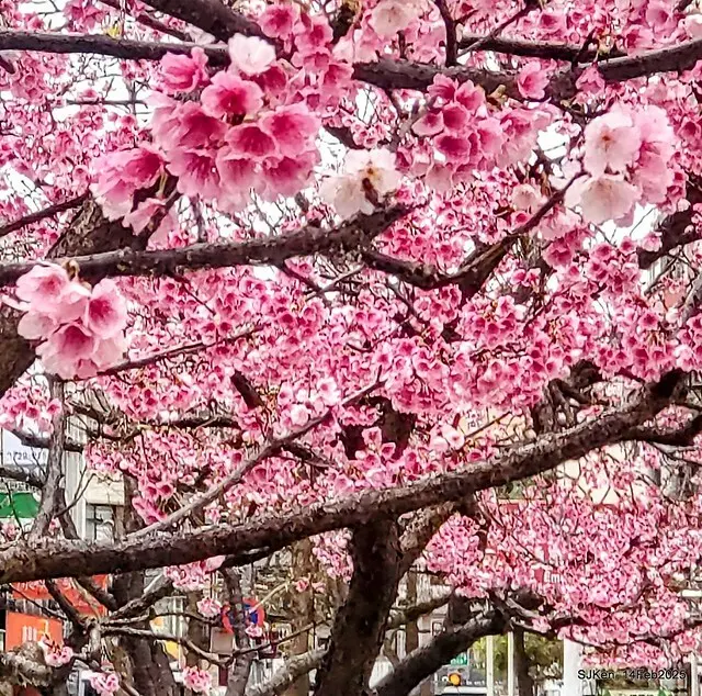 2025 雙北平地賞櫻系列第五拍 --- 北醫附設醫院櫻花(Cherryblossoms at Taipei Medical University Hospital), Taipei, Taiwan, SJKen, Feb 14, 2024.