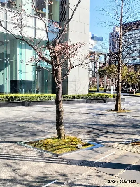 「華新麗華花旗銀行大樓」周邊櫻花林 (Cherry blossoms around the Walsin Xinyi Building), Taipei, Taiwan, SJKen , Jan 30, 2025