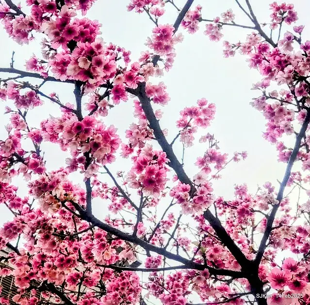 2025 雙北平地賞櫻系列第五拍 --- 北醫附設醫院櫻花(Cherryblossoms at Taipei Medical University Hospital), Taipei, Taiwan, SJKen, Feb 14, 2024.