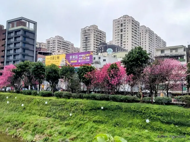 2025雙北平地賞櫻第四拍( --- 汐止文化櫻花季康誥溪櫻花大道(Cherry Blossoms at the creekside of Kangau creek), Hsingi district, Hsinpei city, SJKen, Jan 31, 2025.