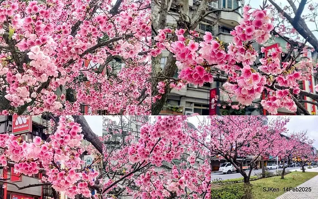 2025 雙北平地賞櫻系列第五拍 --- 北醫附設醫院櫻花(Cherryblossoms at Taipei Medical University Hospital), Taipei, Taiwan, SJKen, Feb 14, 2024.